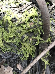 Lophocolea semiteres