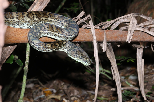 Coastal Carpet Python sighting