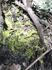 Lophocolea semiteres