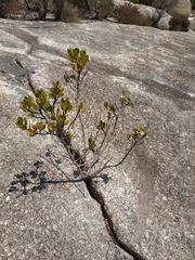 Anthocercis viscosa viscosa