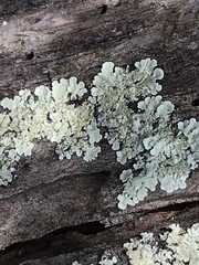 Flavoparmelia rutidota