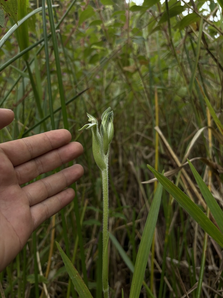 Sarcoglottis woodsonii