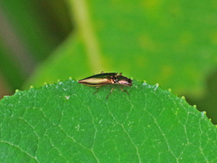 Semiotinae