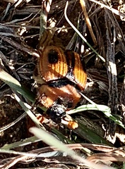 Bolbocerosoma confusum