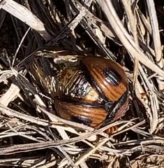 Bolbocerosoma confusum