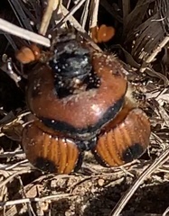 Bolbocerosoma confusum