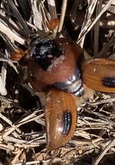 Bolbocerosoma confusum