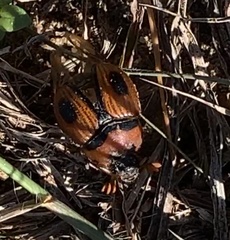 Bolbocerosoma confusum