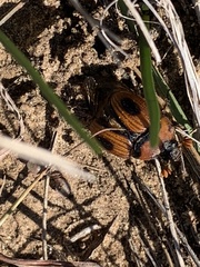 Bolbocerosoma confusum