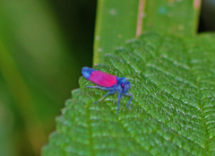 Cardioscarta flavifrons