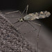 Malaria Mosquitoes - Photo (c) tony_d, some rights reserved (CC BY-NC), uploaded by tony_d