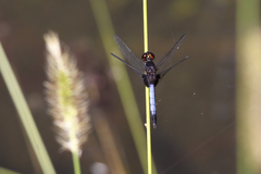 Erythrodiplax justiniana