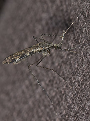 Anopheles annulipes