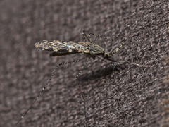 Anopheles annulipes