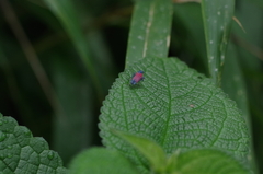 Cardioscarta flavifrons