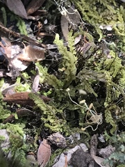 Lophocolea semiteres