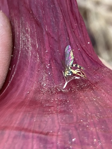 Unknown species found near Titusville Rd, Poughkeepsie, NY, US