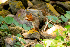 Ring-Tailed Ground Squirrel photo 4