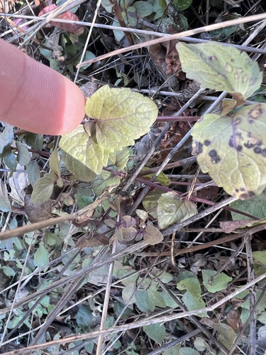 iNaturalist observation photo of yerba buena