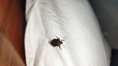 Brown Marmorated Stink Bug