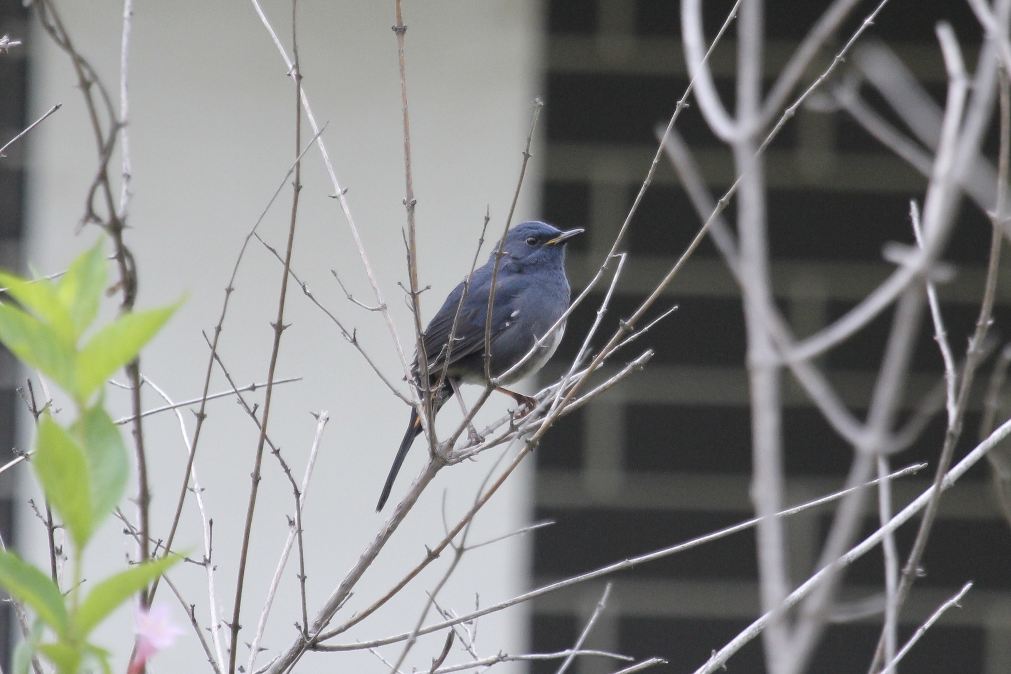 White-bellied Redstart