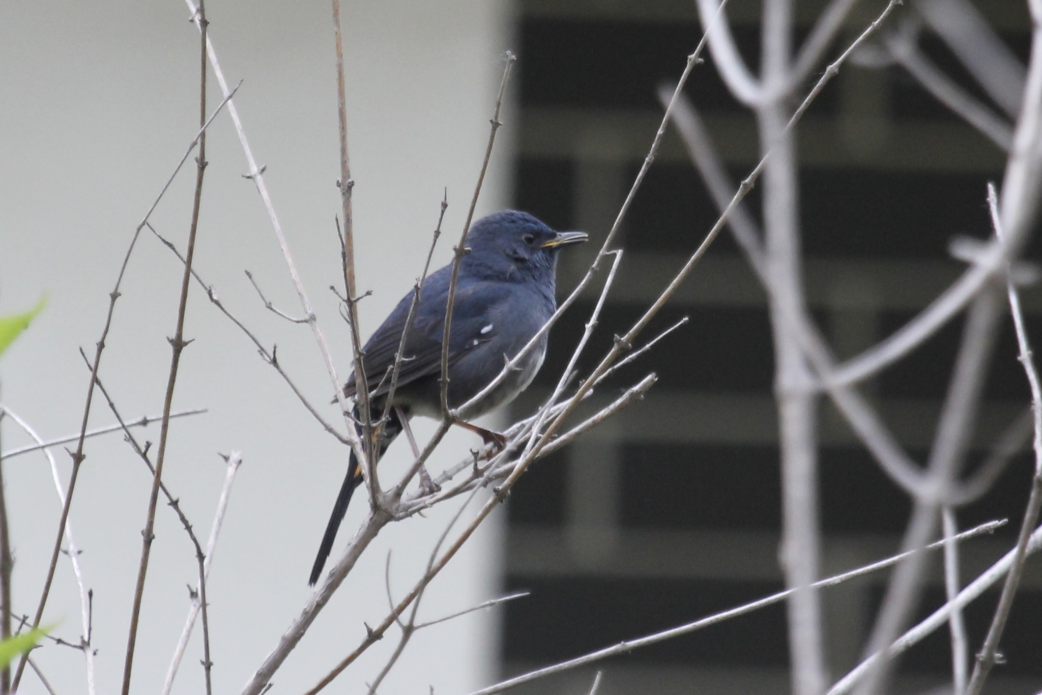 White-bellied Redstart
