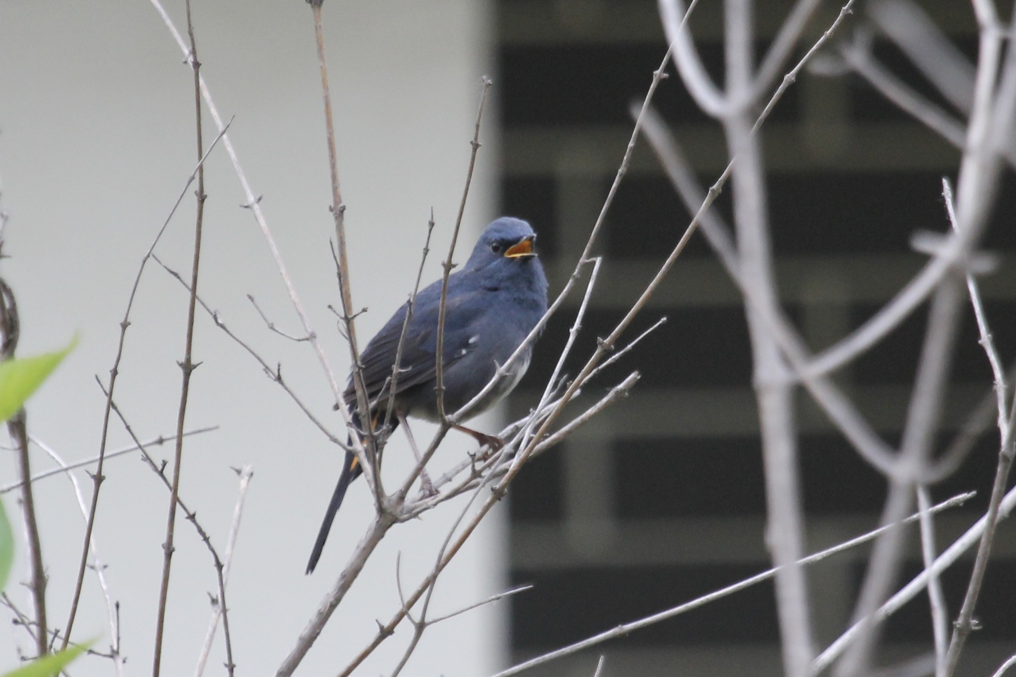 White-bellied Redstart