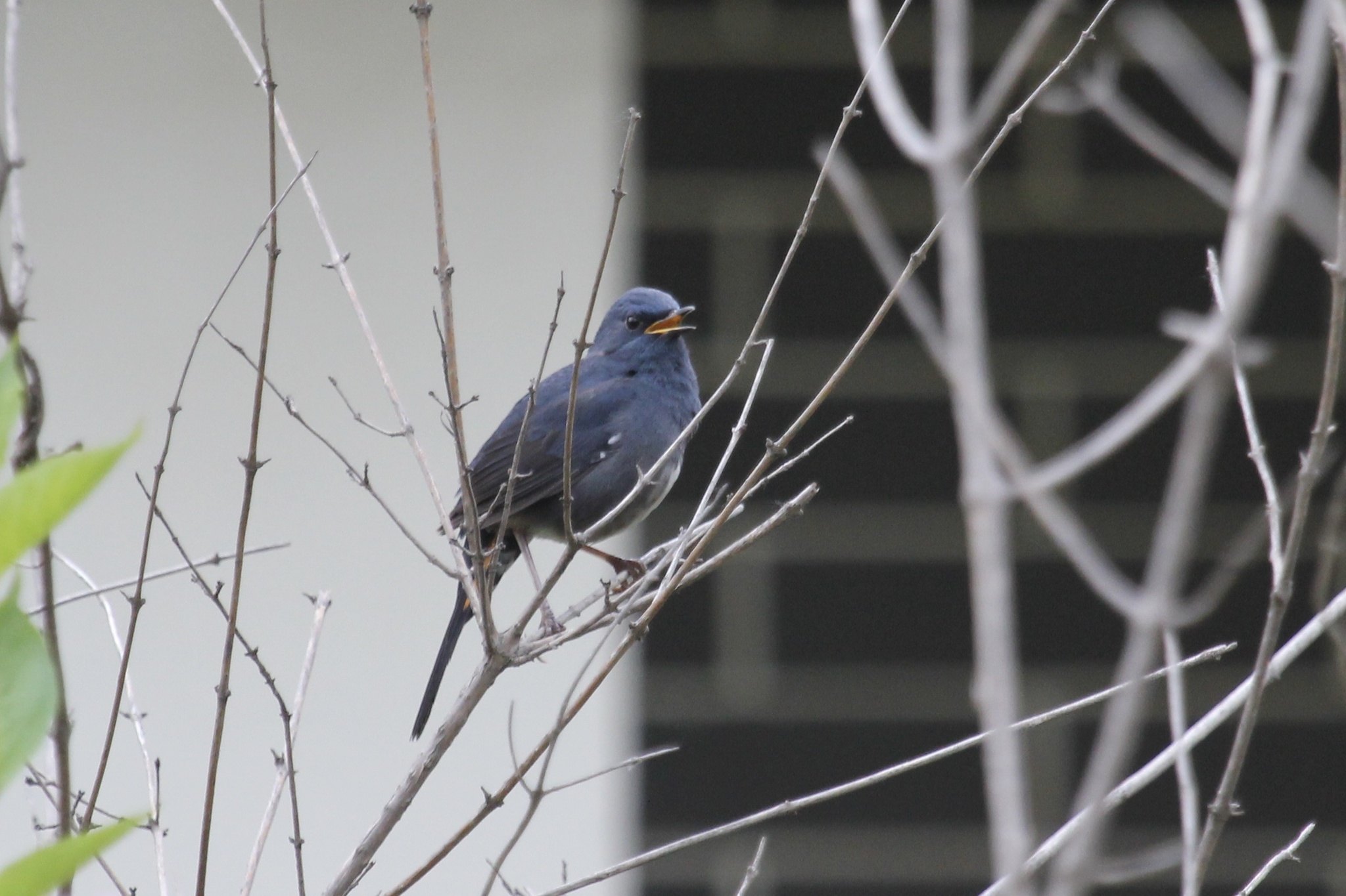 White-bellied Redstart
