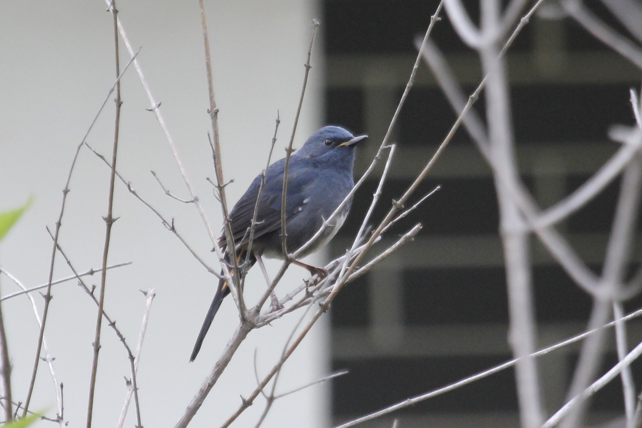 White-bellied Redstart