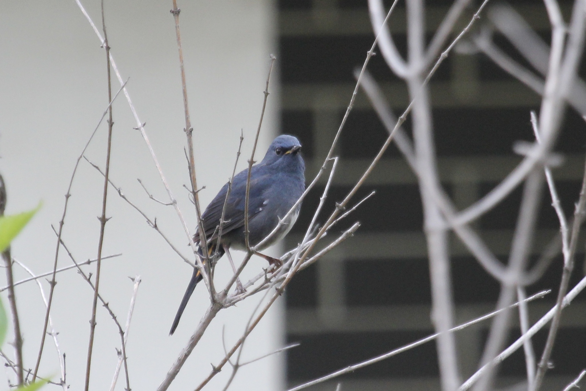 White-bellied Redstart