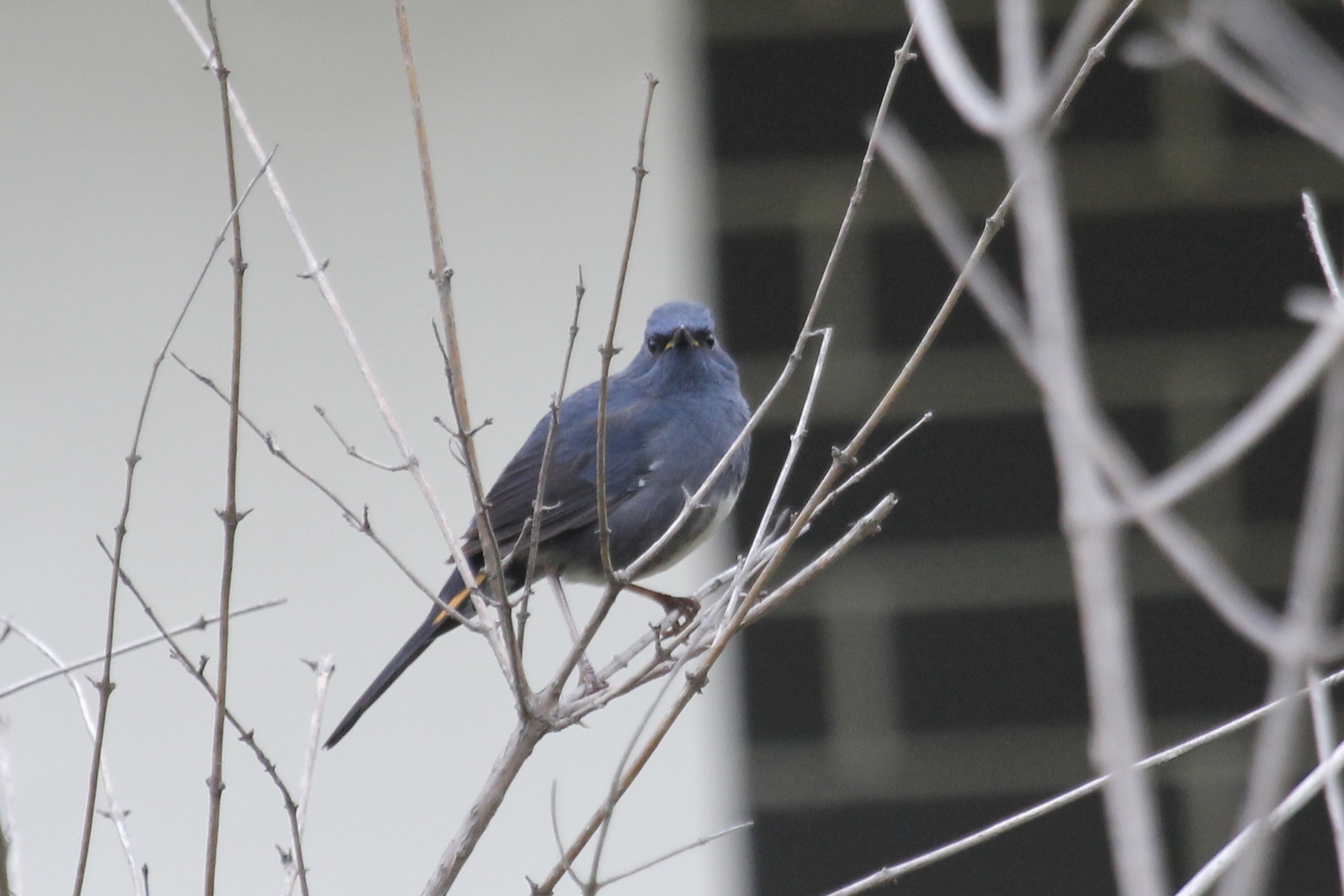 White-bellied Redstart