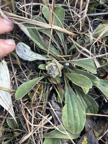 Unknown species found near Oakgreen Ave S, Hastings, MN, US