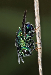 Euperilampus triangularis