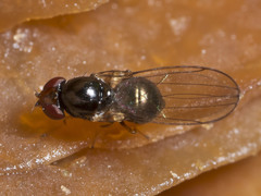 Leiomyza