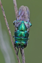 Euperilampus triangularis