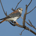 Falco sparverius dominicensis - Photo (c) Pedro Genaro Rodriguez,  זכויות יוצרים חלקיות (CC BY-NC), הועלה על ידי Pedro Genaro Rodriguez