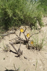 Pterocactus tuberosus