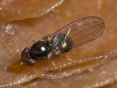Leiomyza