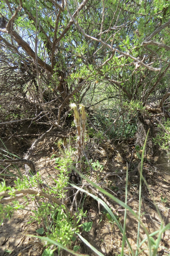 Setiechinopsis mirabilis; photograph Agustín Zarco, CC BY, iNaturalist via GBIF