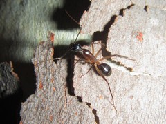 Camponotus confusus
