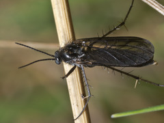 Australosymmerus aculeatus
