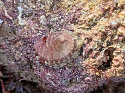 Haliotis tuberculata
