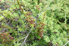 Kunzea tenuicaulis
