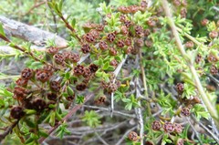 Kunzea tenuicaulis