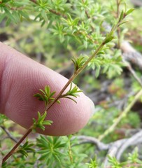 Kunzea tenuicaulis