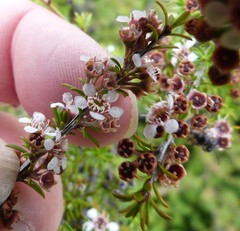 Kunzea tenuicaulis