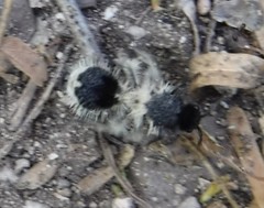 Dasymutilla melancholica