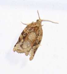 Argyrotaenia montezumae