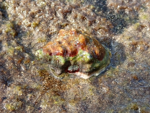 Stramonita haemastoma
