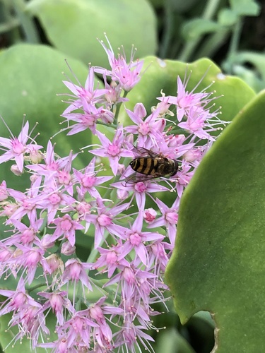 Unknown species found near S Clinton St, Bloomington, IL, US